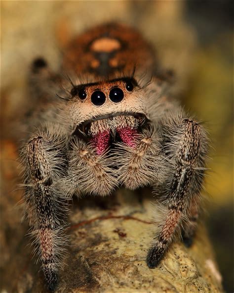 Female Regal Jumping Spider Duncan Quinn Taylor Flickr