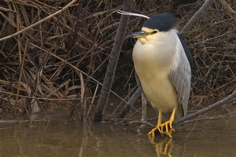 Martinete común Black crowned Night heron de Salvador Solé Soriano