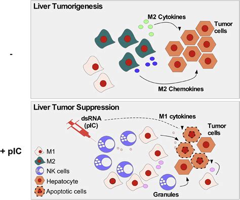 Preventive Inhibition Of Liver Tumorigenesis By Systemic Activation Of Innate Immune Functions