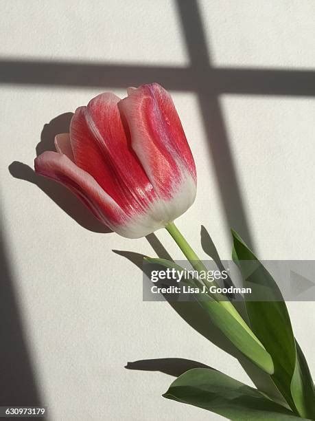 38 Long Stem Tulips Stock Photos, High-Res Pictures, and Images - Getty ...