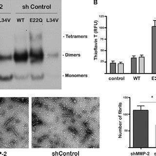 Generation Of Short Hairpin RNA MMP 2 ShMMP 2 Cerebral Endothelial