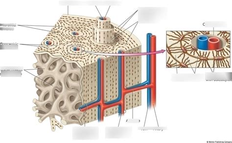 Compact Bone Diagram Quizlet