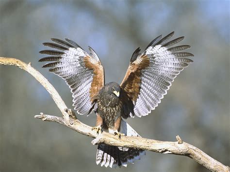 Fond D Cran Des Oiseaux Animaux La Nature Ailes Branche Faune