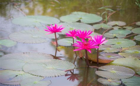 Beautiful Lotus Flowers In Water Stock Image Image Of Blue Lotus