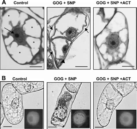 A Cellular Morphology Of Tobacco By Cells Treated With Snp Gog And