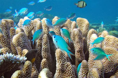 The Great Barrier Reef Is Important Lizard Island Reef Research Foundation