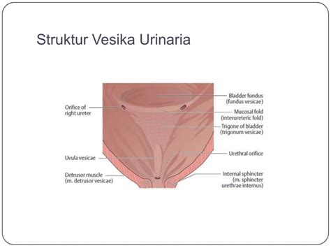 Anatomi Sistem Urinaria PPT