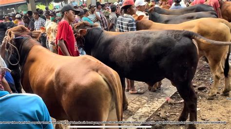 Review Sapi Bakalan Lokal Dan Limousin Superan Buat Isi Kandang Amunisi