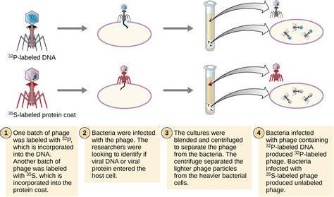 30 Why Did Hershey And Chase Label The Viral Dna - Labels Database 2020