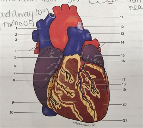 Heart Anatomy Lab Practical Flashcards Quizlet