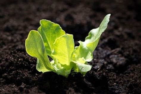 Lettuce Growth Stages Urban Garden Gal