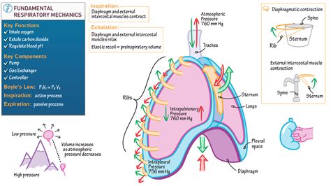 Physiology Respiratory Mechanics Ditki Medical Biological Sciences