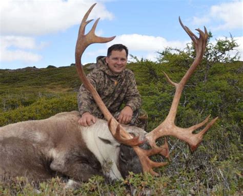 Newfoundland moose hunting outfitters – Newfoundland Moose Hunts, Big ...