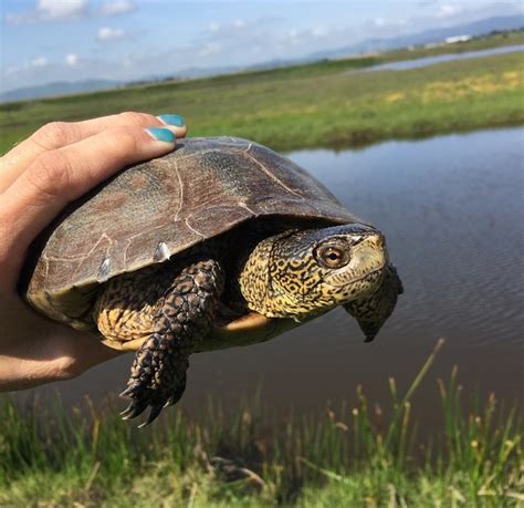 Western pond turtle | Solano Land Trust : Suisun City, CA