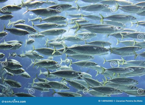 Aquarium School Of Fish Stock Photo Image Of Coral 148960082