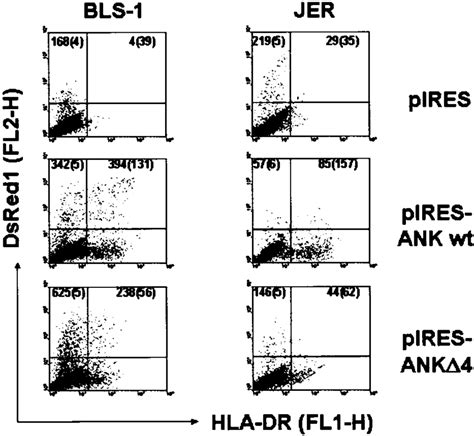 Immunofluorescence Analysis Of Cell Surface Expression Of Hla Dr In The