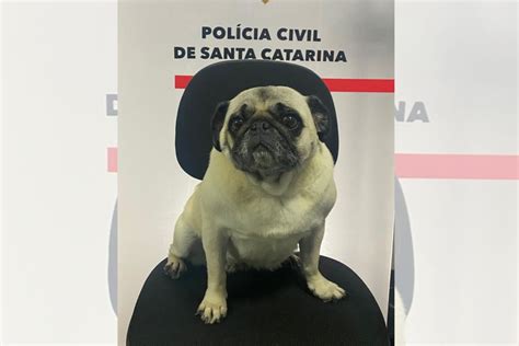 Cachorra pug de 9 anos é resgatada após ser furtada e ficar dois meses