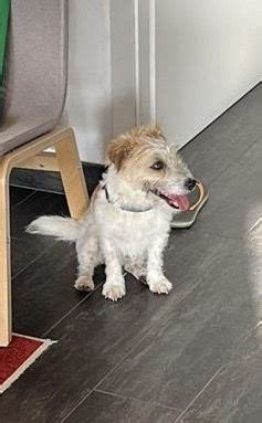 Jack Russel A Pelo Ruvido Cerca Una Nuova Casa Annunci Roma