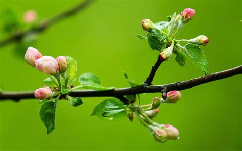 🔥 50 Spring Buds Wallpapers Wallpapersafari