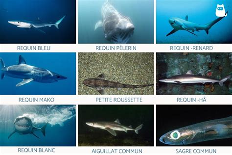 Y a t il des REQUINS EN MÉDITERRANÉE Découvrez 20 espèces