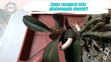 Dicas Dona Maria Como Recuperei Esta Phalaenopsis Doente Youtube