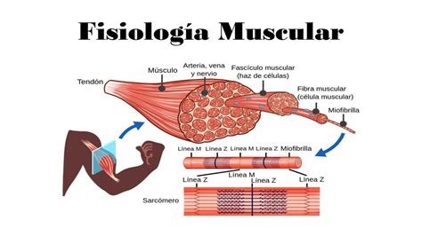 Fisiologia del Músculo Medical Training uDocz