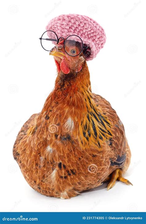 Chicken With Glasses And Beret Stock Image Image Of Intelligent