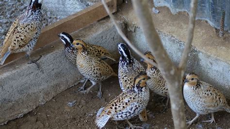 Codorniz Mexicana minizooyjardínyori Quail Owl Bird Animals