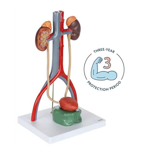 Anatomy Model Of Male Urinary System Urinary System Model Is