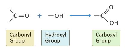 Unit Functional Groups Water Flashcards Quizlet