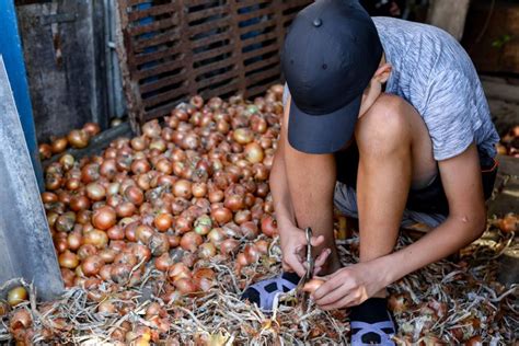 Governo Federal Afasta Cerca De Crian As Do Trabalho Infantil Em