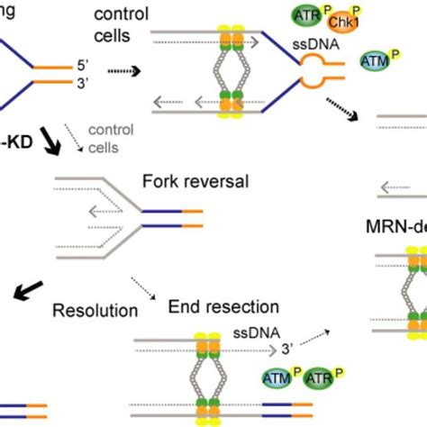 Model The Source Of Dna Breaks In Mre Kd Cells And Mechanism Of The