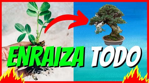 ENRAÍZA CUALQUIER PLANTA RÁPIDO Ramas de ÁRBOLES Frutales Cítricos y