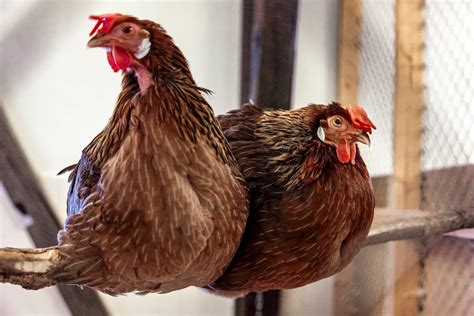 Leghorn Chicken Facts Backyard Poultry
