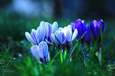 Krokusy Crocus Flower Flowers Spring Flowers