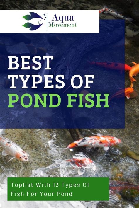 13 best types of backyard pond fish – Artofit