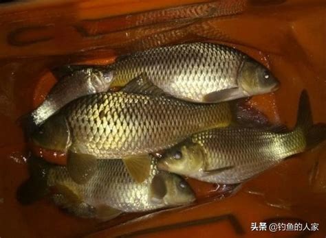 山嶺野河釣魚，亂石處冬釣野生鯉魚，釣獲5條野生鯉魚和鯽魚 每日頭條