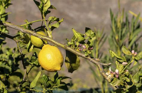 Quels Sont Les Bienfaits Du Citron Les Agrumes Du Monde