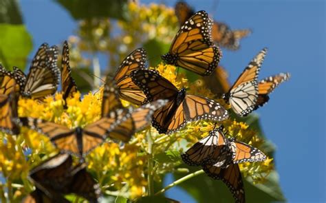 Abren santuarios de la mariposa Monarca en Michoacán Grupo Milenio