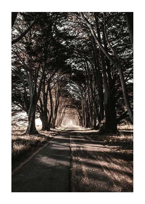 Road Amidst Trees Plakat Natur Gallerix Home Dk