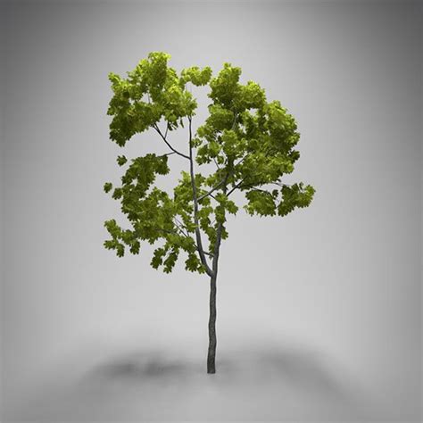 Cómo Crear Un árbol Realista En Blender Ejezeta Arboles Tree Modelos