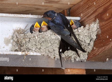 Boerenzwaluw op het nest; Barn Swallow at the nest Stock Photo - Alamy