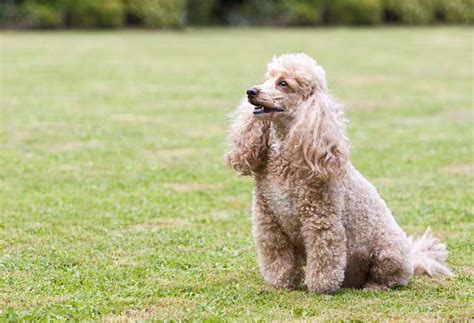 Are Miniature Poodles Good Pets? - PatchPuppy.com