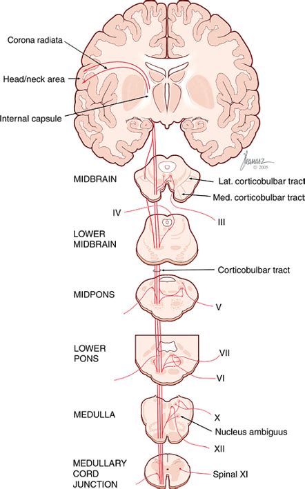 Corticobulbar Tract In Spinal Cord