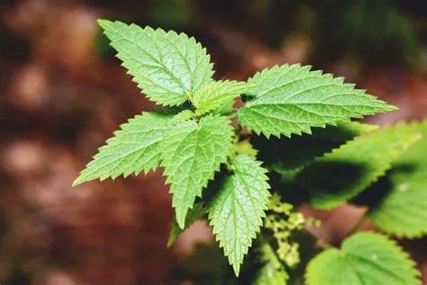 Stinging Nettle Plant Care Growing Basics Water Light Soil