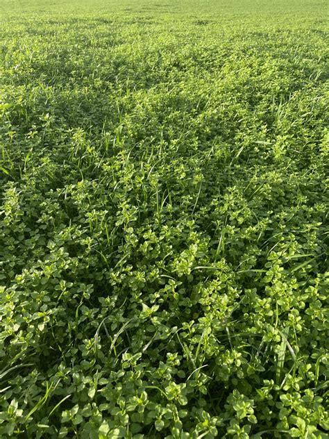 chickweed reseed  farming forum