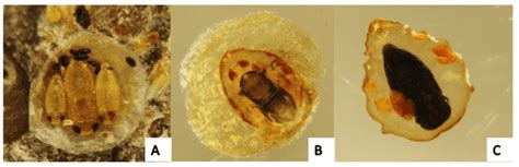 Pupas De Los Diferentes Parasitoides Asociados A La Escama De Boisduval