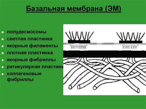 Эпителиальные ткани - презентация онлайн