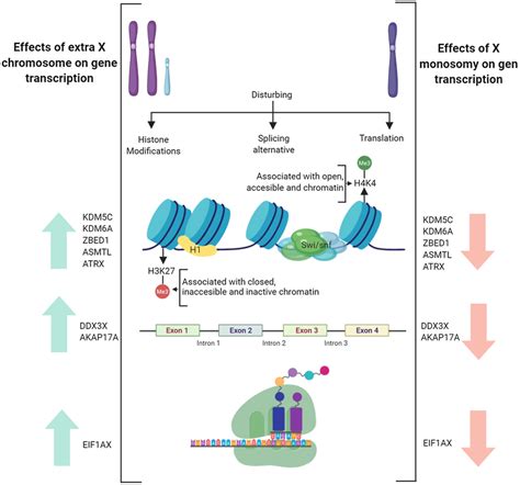 Differentially Expressed Genes In Turner Syndrome And Klinefelter Download Scientific Diagram