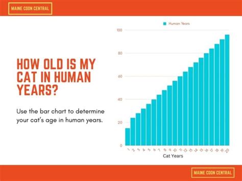 Cat Age Calculator Maine Coon Central